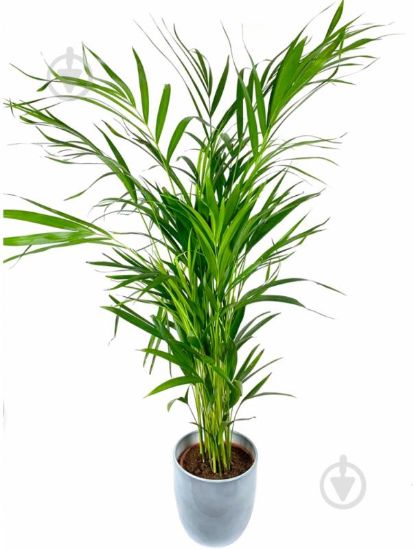 Растение комнатное Дипсис 10x50 - фото 1