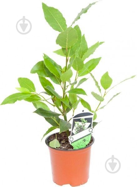 Растение комнатное Лавр 9x25 - фото 1