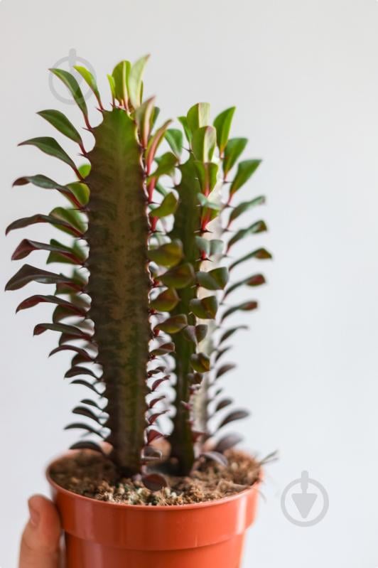 Растение Эуфорбия 12х25 Rubra - фото 1