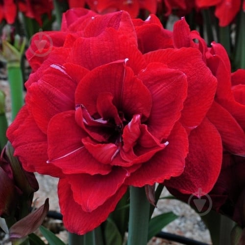 Луковица Яскрава Гиппеаструм махровый Cherry Nymph - фото 1