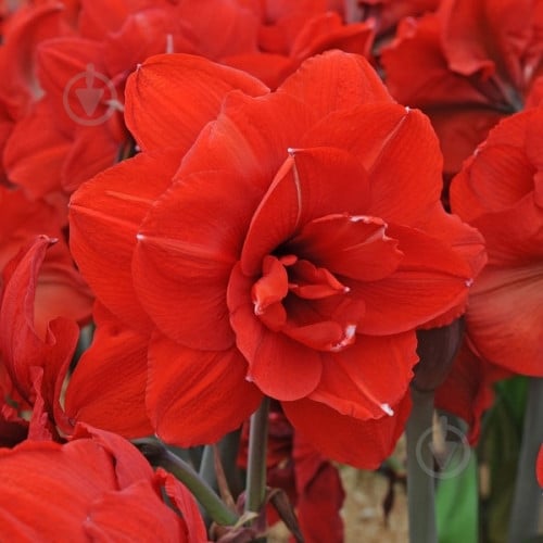 Цибулина Яскрава Гіпеаструм Double King - фото 1