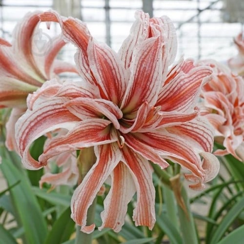 Луковица Яскрава Гиппеаструм махровый Doublet - фото 1