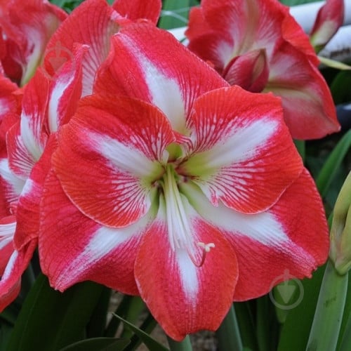 Цибулина Яскрава Гіппеаструм простий Monte Carlo - фото 1