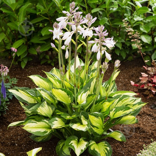 Корневище Яскрава Хоста Colored Hulk - фото 1