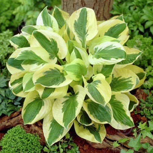 Кореневище Яскрава Хоста Brim Cup - фото 1