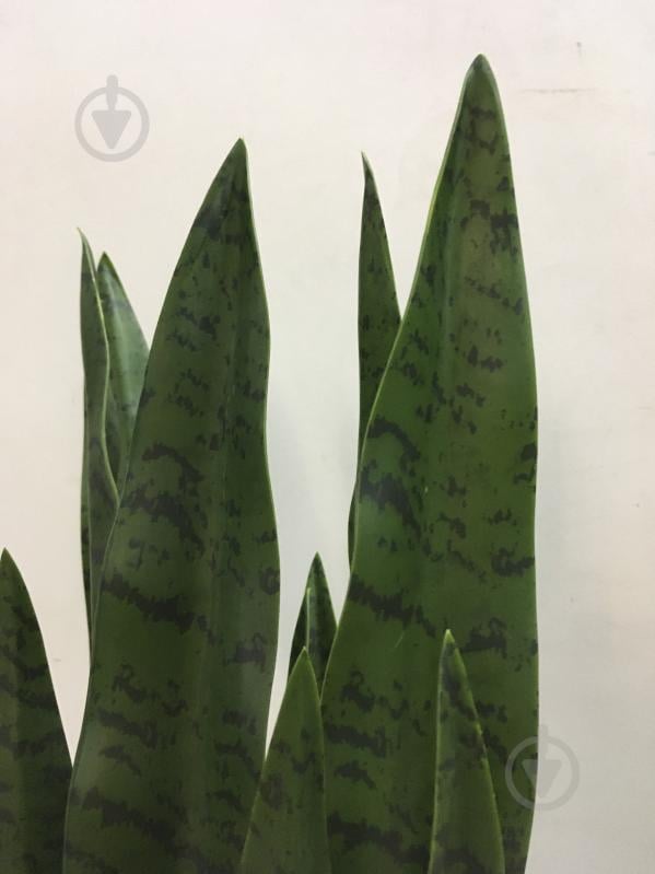 Растение искусственное Sansevieria (DW-10) Engard - фото 2 Растение искусственное Sansevieria (DW-10) Engard - фото 2