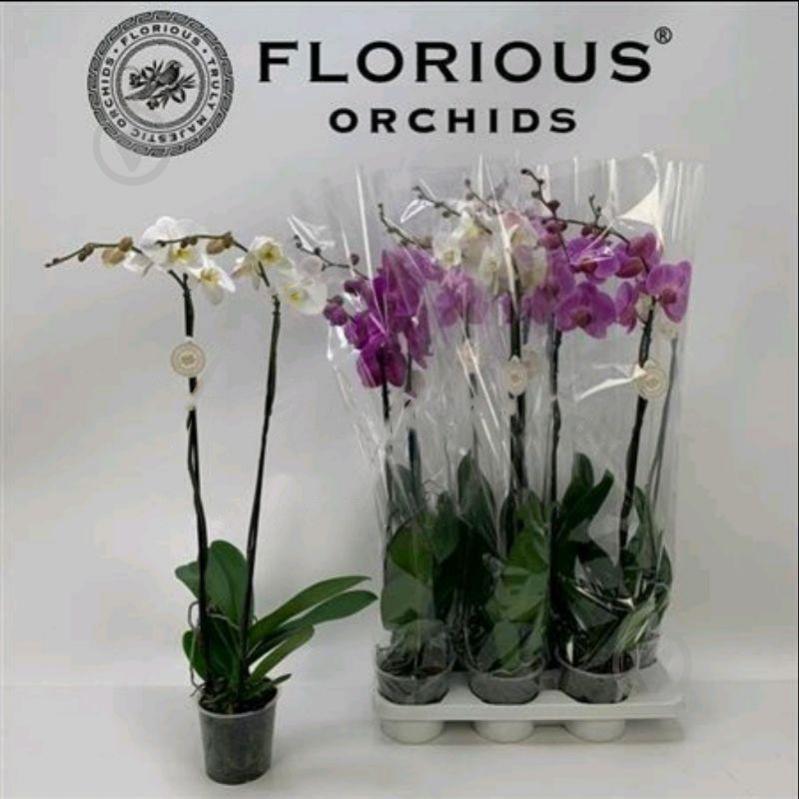 Растение Фаленопсис (орхидея) гранди 15х90 2 ствола микс (Florious Orchids) - фото 2