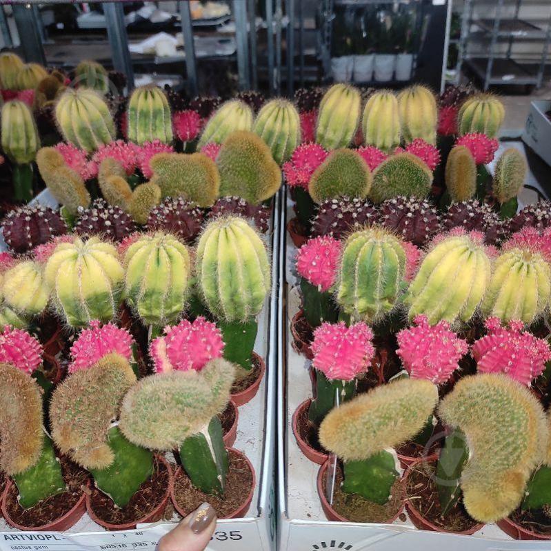 Растение Кактус 5х15 Gymnocalycium микс - фото 1