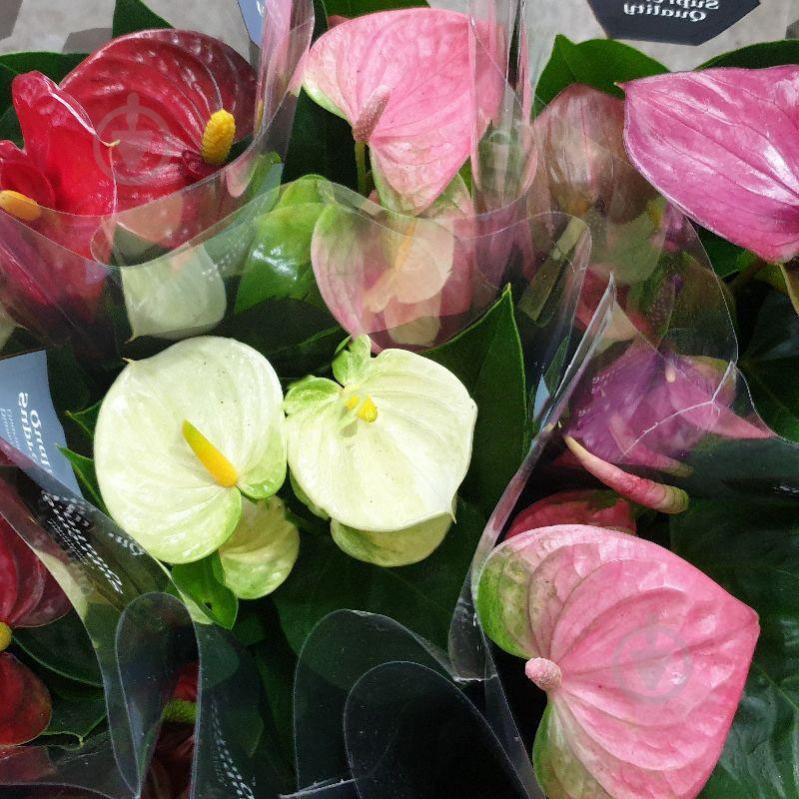 Растение Антуриум 9x30 микс - фото 1