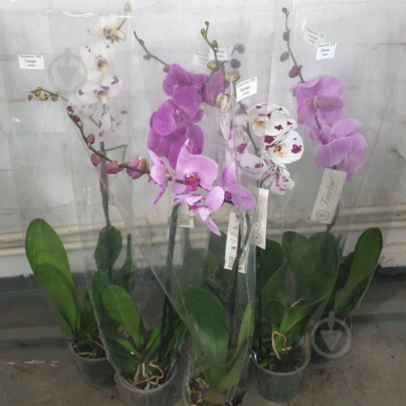 Рослина Фаленопсис (орхідея) гранді 15х85 1 стовбур мікс (Florious Orchids) - фото 1