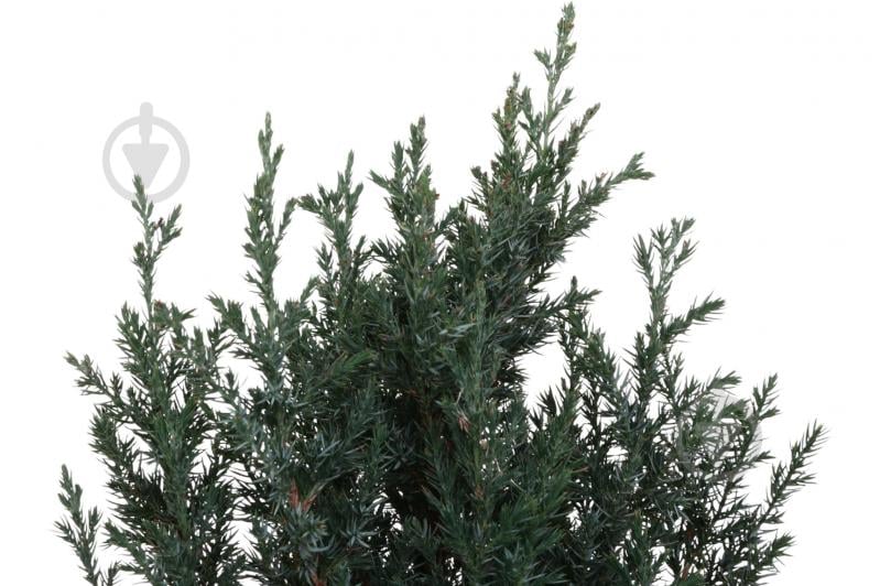 Растение Можжевельник Stricta C5 - фото 2