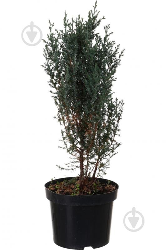 Растение Можжевельник Stricta C5 - фото 1