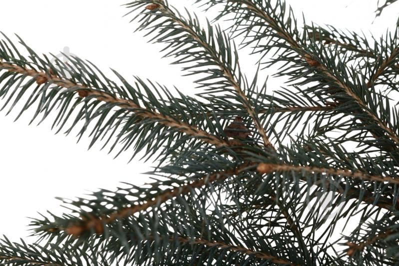 Растение Ель Kaibab C5 - фото 2