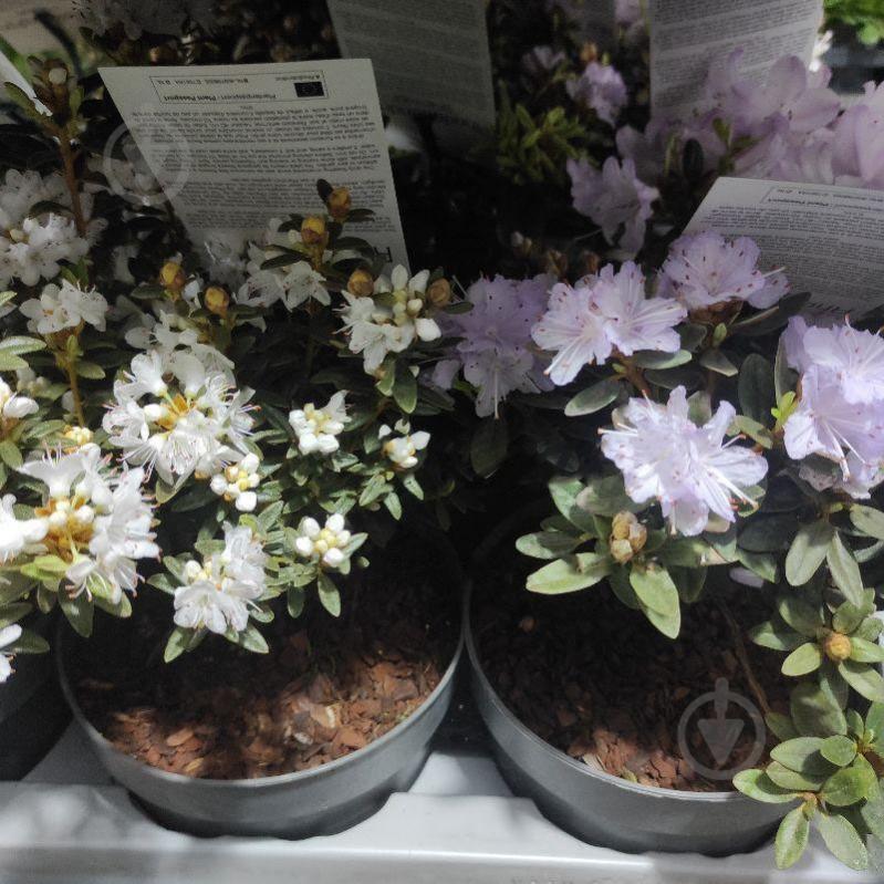 Растение Рододендрон 17х45 микс (уличный) - фото 1 Растение Рододендрон 17х45 микс (уличный) - фото 1