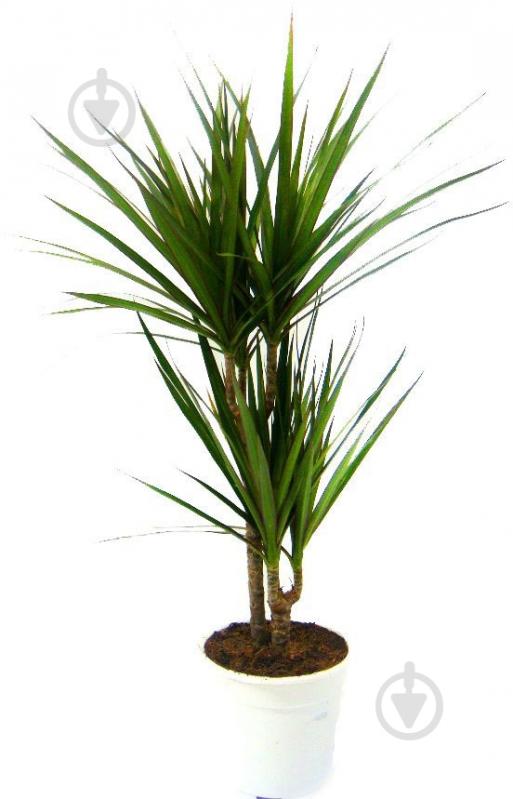 Растение Драцена Микс d13 - фото 1 Растение Драцена Микс d13 - фото 1