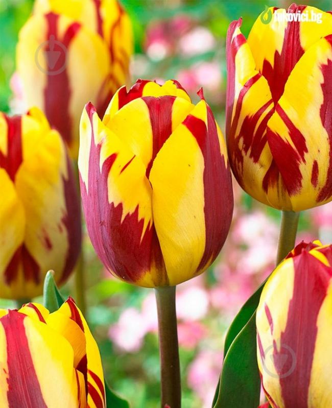 Луковица тюльпана Banja Luka 3 шт. - фото 2