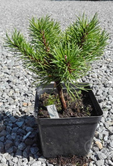 Растение Сосна крючковатая / Pinus uncinata Compacta С10 - фото 1