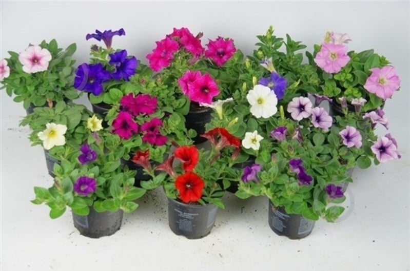 Саджанець Петунія Мікс - фото 2 Саджанець Петунія Мікс - фото 2