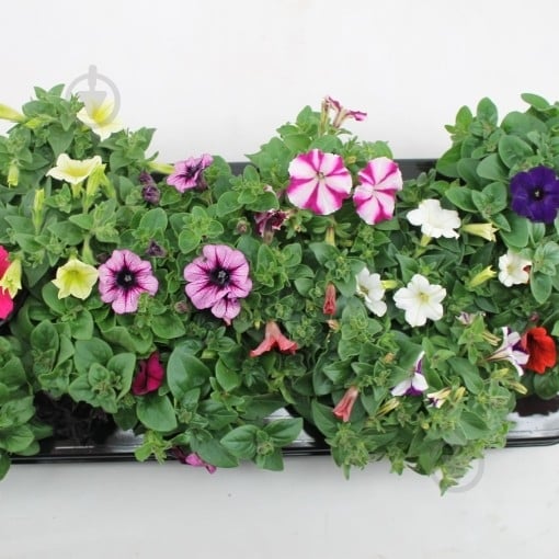 Саджанець Петунія Мікс - фото 3 Саджанець Петунія Мікс - фото 3