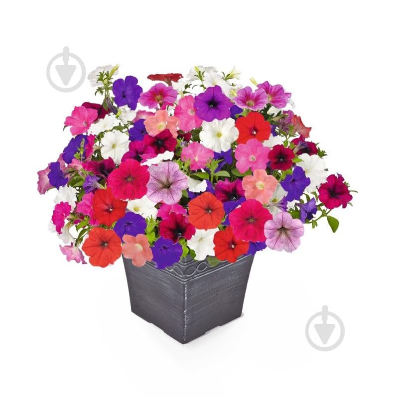 Саджанець Петунія Мікс - фото 1 Саджанець Петунія Мікс - фото 1