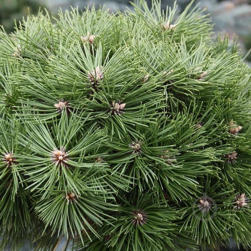 Растение Сосна черная / Pinus nigra Agnes Bregon С10 Ра - фото 2