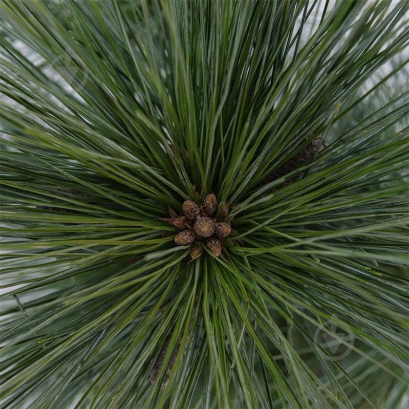 Рослина Сосна шверіна / Pinus schwerinii Wiethorst С5 - фото 2