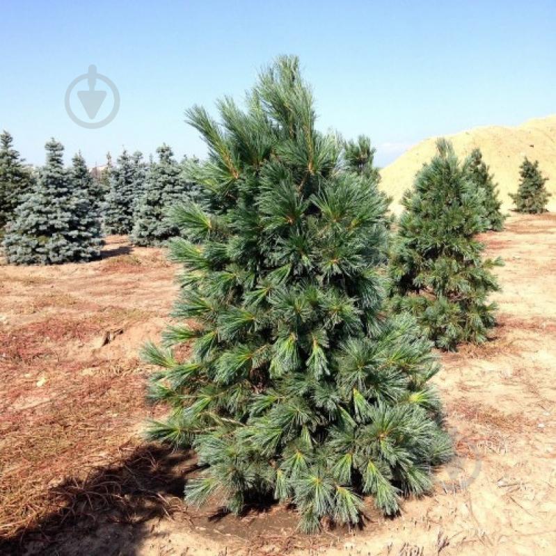 Растение Сосна мягкая / Pinus flexilis Vanderwolf`s Pyramid С10 - фото 3