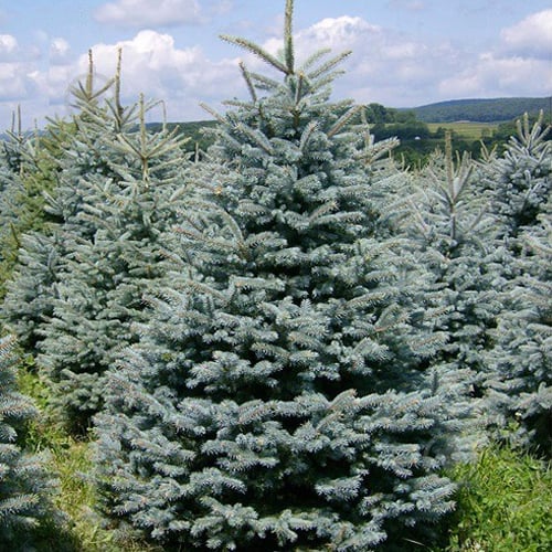 Растение Ель колючая / Picea pungens Glauca Kaibab С100 H180-190 - фото 2