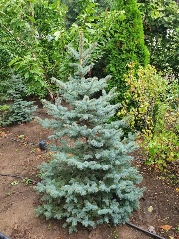 Растение Ель колючая / Picea pungens Glauca Kaibab С100 H180-190 - фото 1