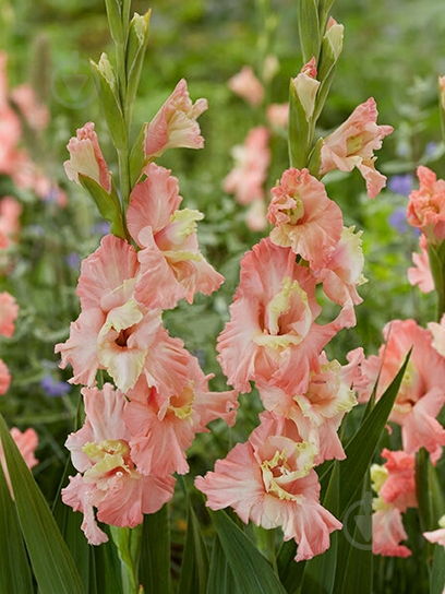 Клубнелуковица TUBERBULB Export B.V. гладиолуса Майндсет 3 шт. - фото 1