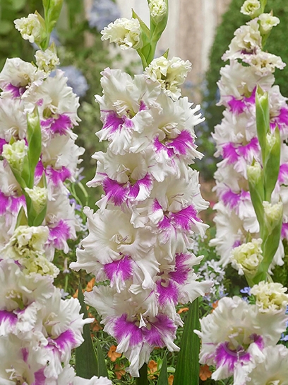 Клубнелуковица TUBERBULB Export B.V. гладиолуса Виолет Хат 3 шт. - фото 1