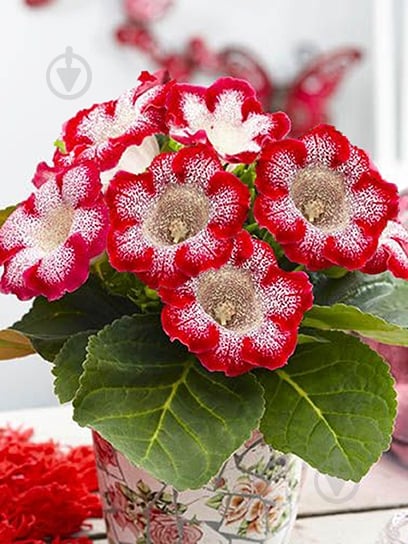 Бульба TUBERBULB Export B.V. глоксинії Тайгер Ред 1 шт. - фото 1