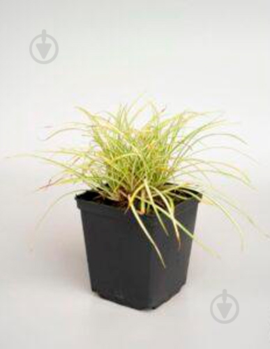 Растение Молиния голубая Heidebraut (Molinia caerulea Heidebraut) (C3) - фото 1