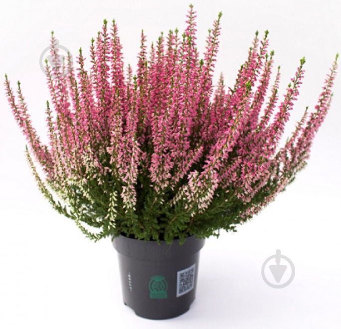 Рослина Верес звичайний Theresa (Calluna vulgaris Theresa) (C1) - фото 1