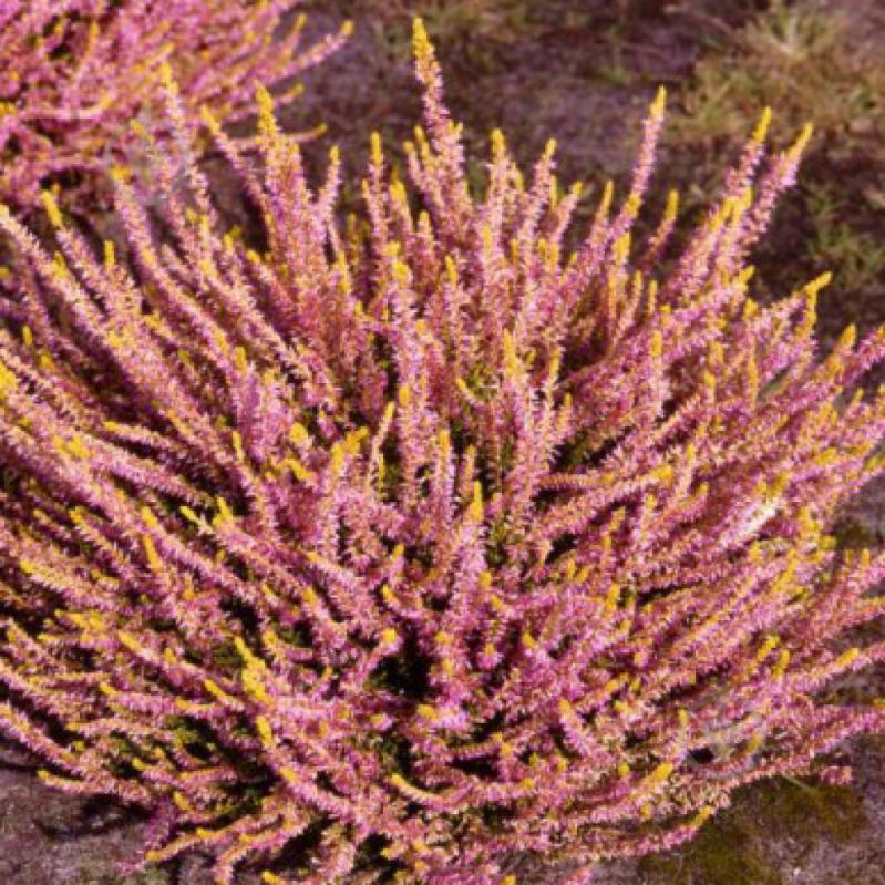 Рослина Верес звичайний Theresa (Calluna vulgaris Theresa) (C1) - фото 2