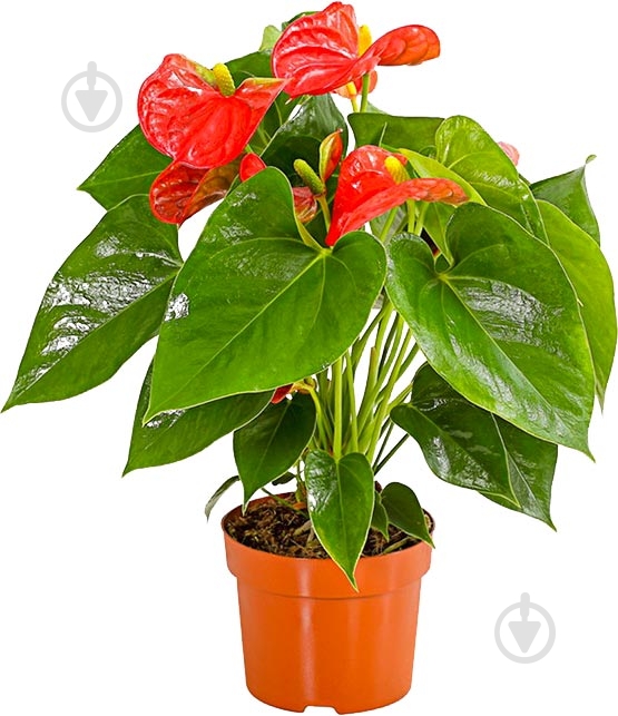 Растение Антуриум 14x45 красный - фото 1