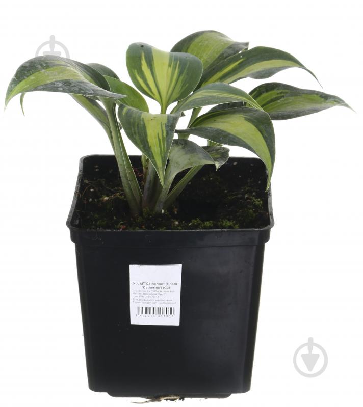 Растение Хоста Катерина (Hosta Catherine) (C3) - фото 1