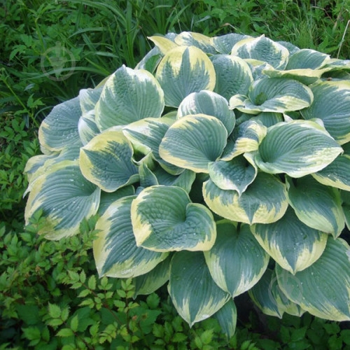 Растение Хоста 'Robert Frost' (Hosta 'Robert Frost') (C3) - фото 2 Растение Хоста 'Robert Frost' (Hosta 'Robert Frost') (C3) - фото 2