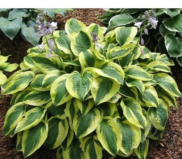 Растение Хоста Brim cup (Hosta Brim Cup) (С3) - фото 2 Растение Хоста Brim cup (Hosta Brim Cup) (С3) - фото 2