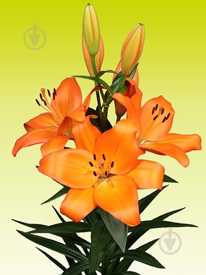 Луковица VWS EXPORT – IMPORT OF FLOWERBULBS B.V. лилии ЛА Кодайра 1 шт. - фото 1 Луковица VWS EXPORT – IMPORT OF FLOWERBULBS B.V. лилии ЛА Кодайра 1 шт. - фото 1