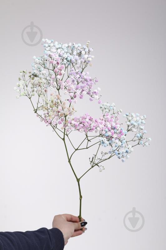 Гипсофила Xlence Rainbow 80 см (Нидерланды) - фото 2 Гипсофила Xlence Rainbow 80 см (Нидерланды) - фото 2