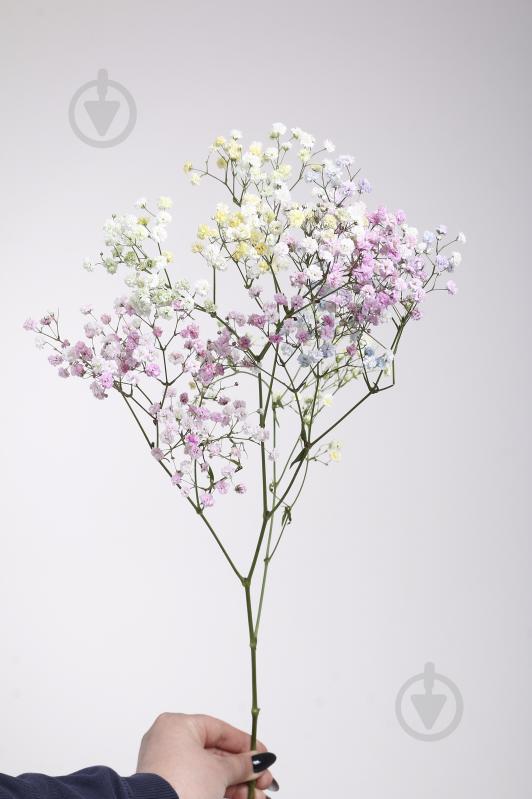 Гипсофила Xlence Rainbow 80 см (Нидерланды) - фото 3 Гипсофила Xlence Rainbow 80 см (Нидерланды) - фото 3