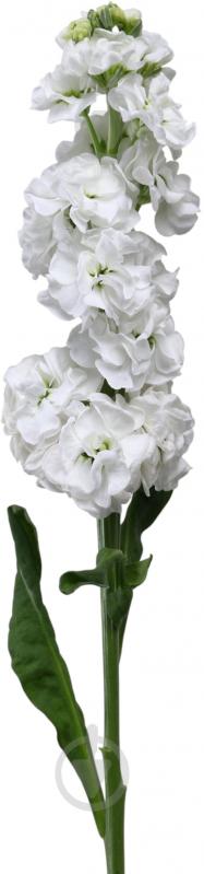 Маттиола 80 см белая (Украина) - фото 1