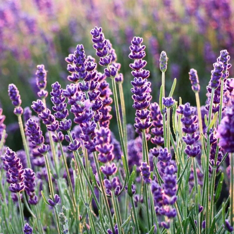 Мыло жидкое Le Petit Olivier Лаванда 300 мл - фото 5