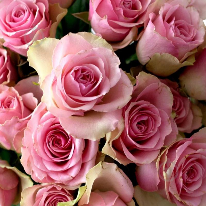 Мыло Le Petit Olivier Роза 100 г 2 шт./уп. - фото 5