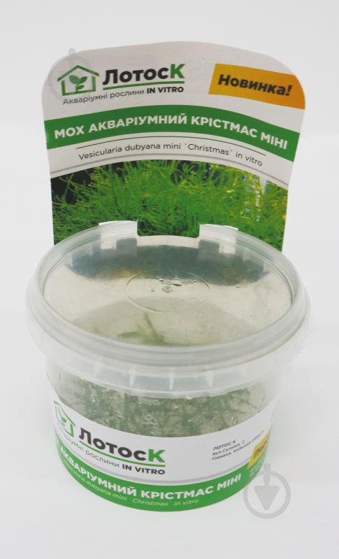 Рослина акваріумна Лотос К мох Крістмас міні (Vesicularia dubyana mini `Christmas` in vitro) - фото 2