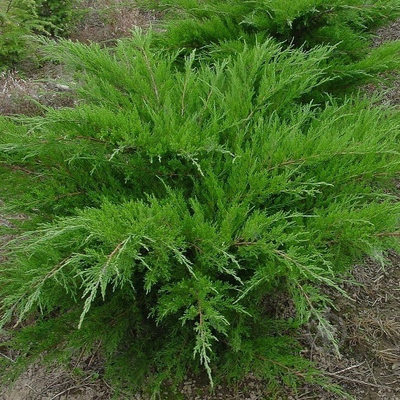 Растение Можжевельник Mint Julep 13/25 - фото 1