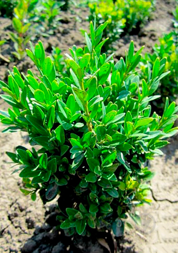 Рослина Самшит Buxus піраміда 21/70 - фото 2