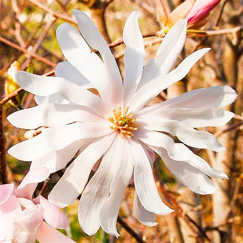 Растение Магнолия Stellata 21/50 - фото 1