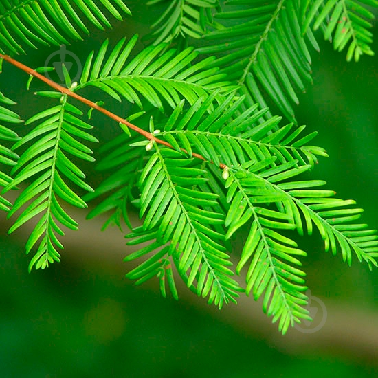 Растение Метасеквоя 30/35 - фото 1
